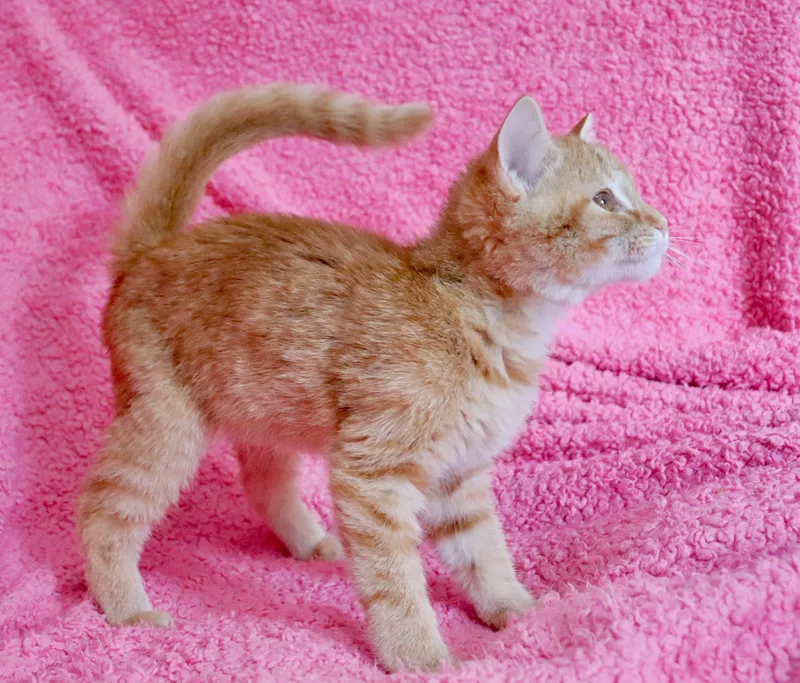 A baby medium-sized female Tabby (Orange / Red) Tabby cat named Mimosa for adoption in Saint Augustine, FL