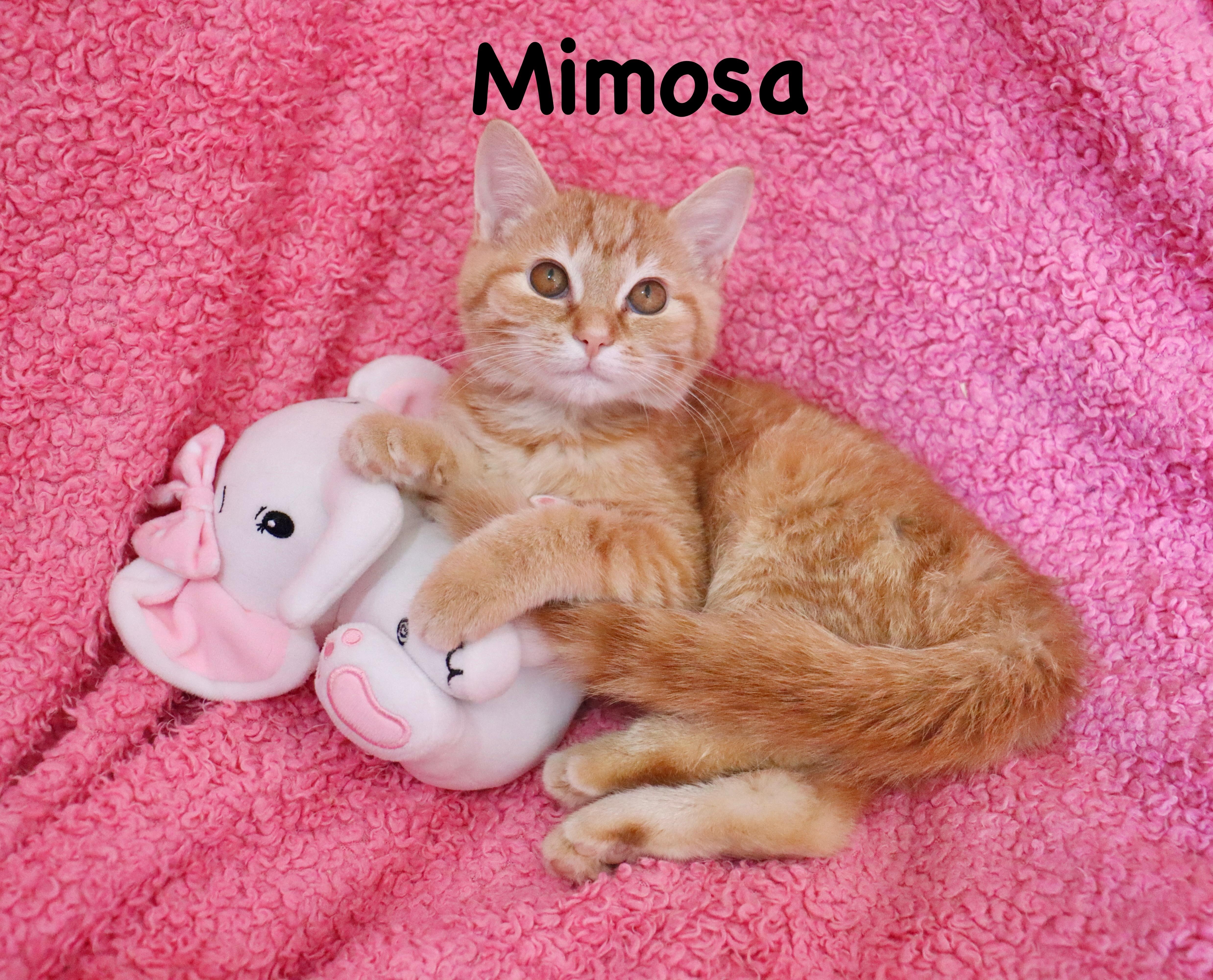 Mimosa thumbnail 6