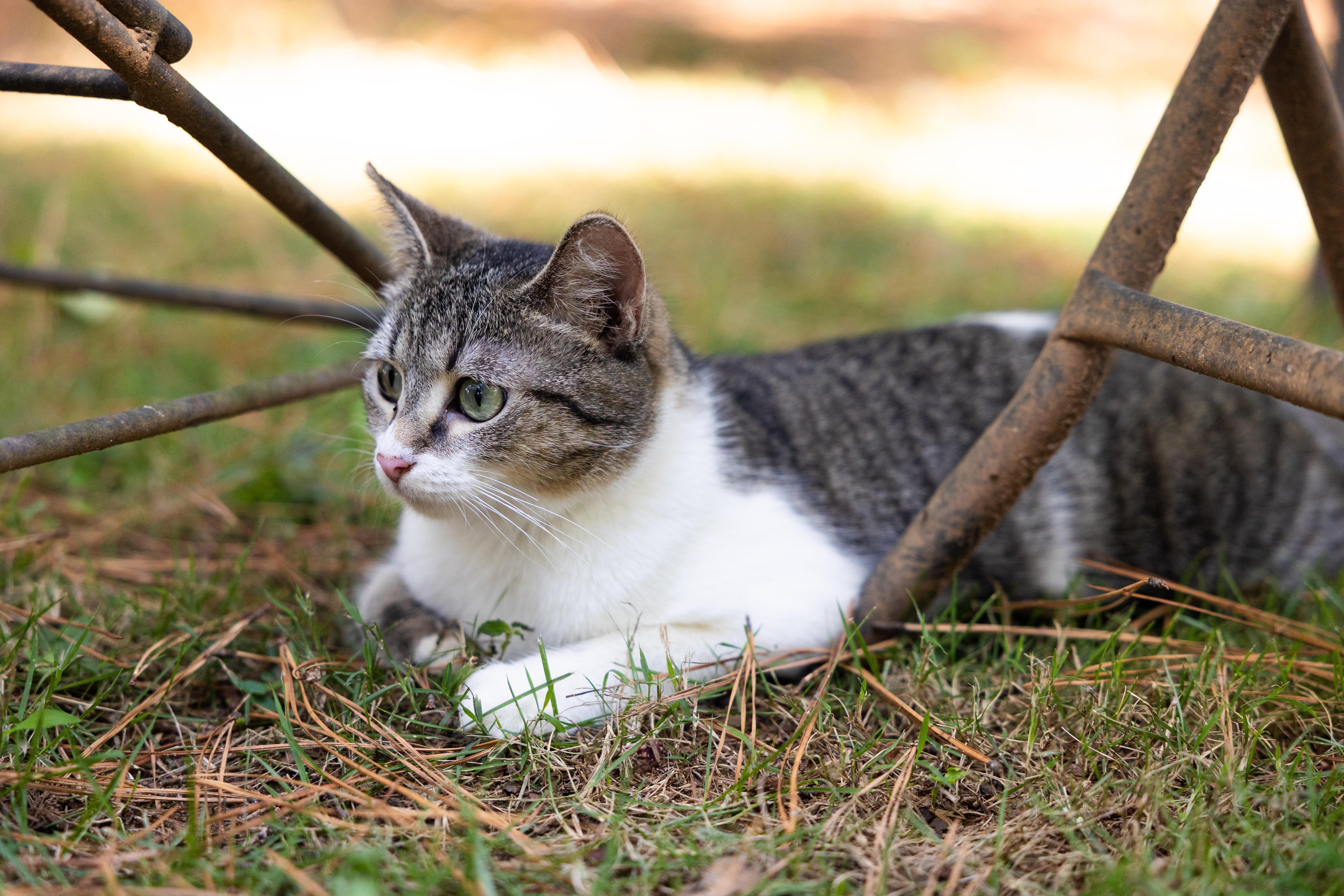 Tender Nikki thumbnail 2