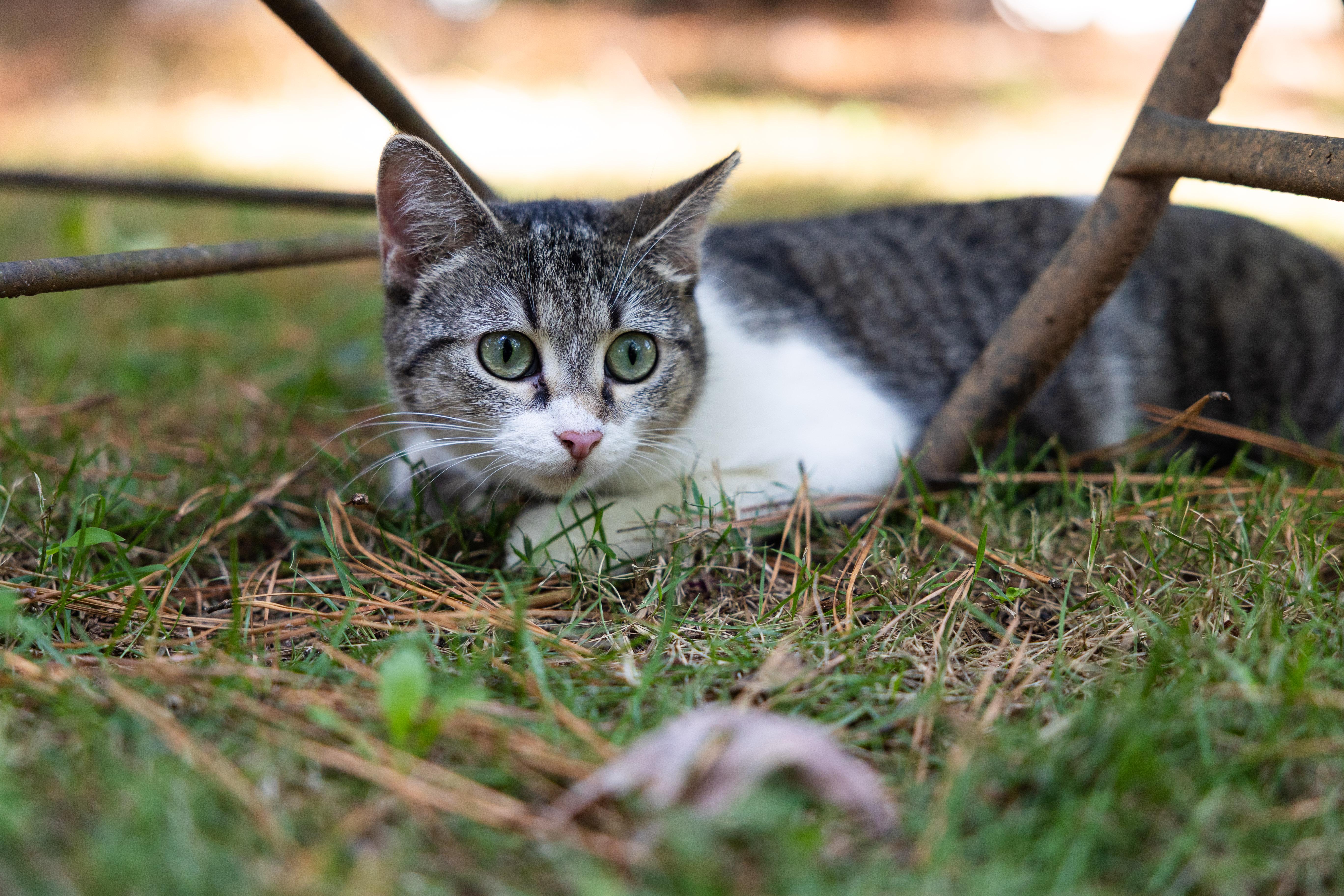 Tender Nikki thumbnail 3