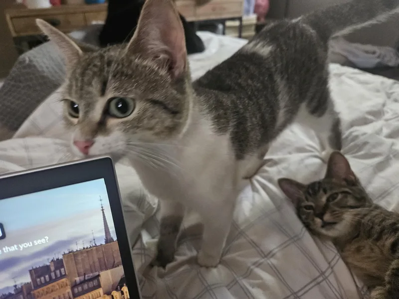 Tender Nikki thumbnail 4