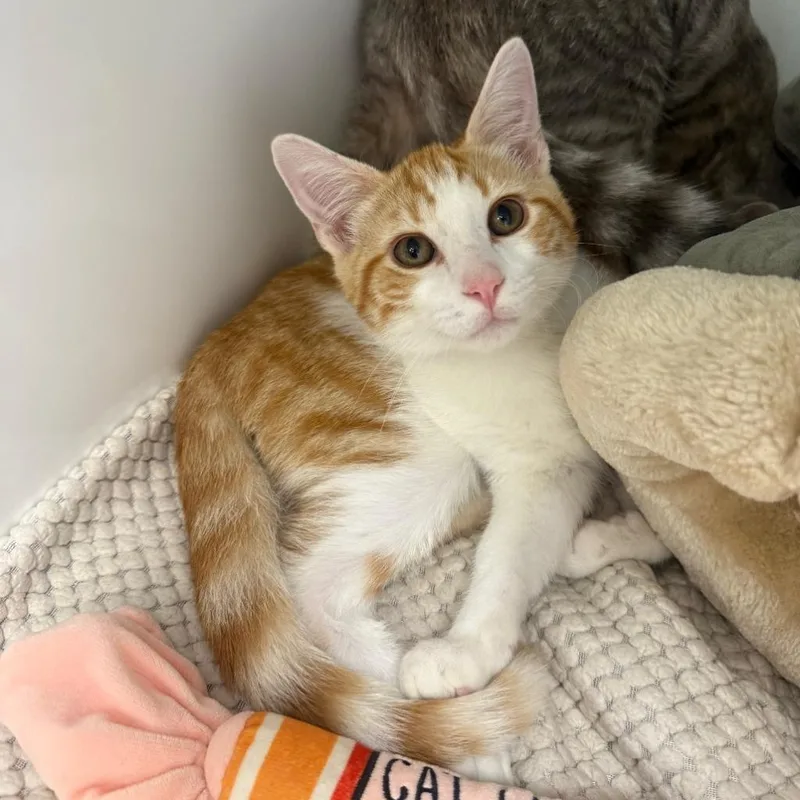 A baby small-sized male Tabby cat named Tucker for adoption in Newberg, OR