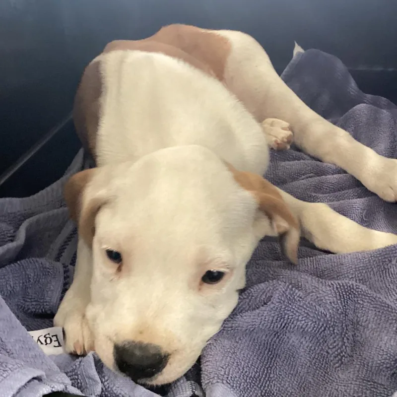 A baby small-sized male White / Cream Terrier dog named Tbone for adoption in Montgomery, AL