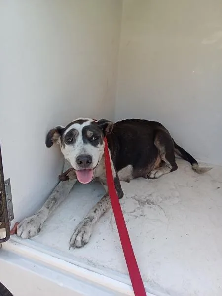 An adult large-sized female Pit Bull Terrier dog named Pixie for adoption in Mobile, AL
