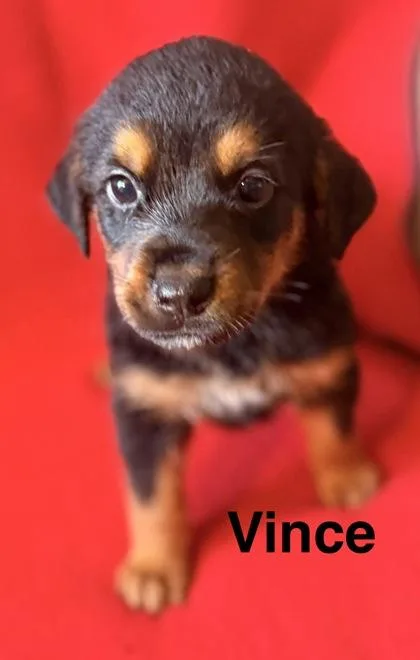 Vince