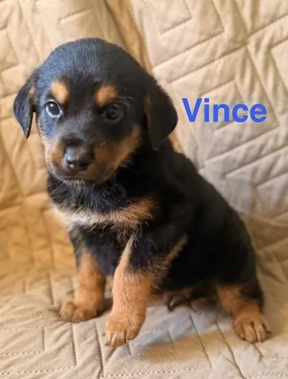Vince thumbnail 3