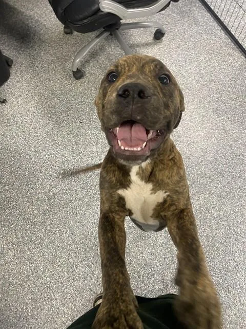 A baby small-sized male Pit Bull Terrier dog named Zeus for adoption in Westminster, MD