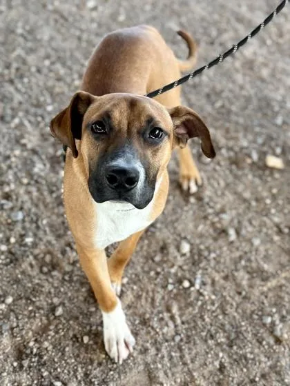 A young large-sized male Pit Bull Terrier dog named Barkley for adoption in El Paso, TX