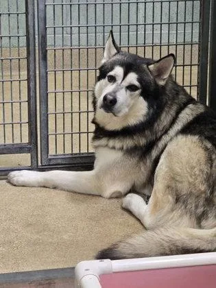 An adult large-sized male Alaskan Malamute dog named Roky for adoption in Oakland, CA