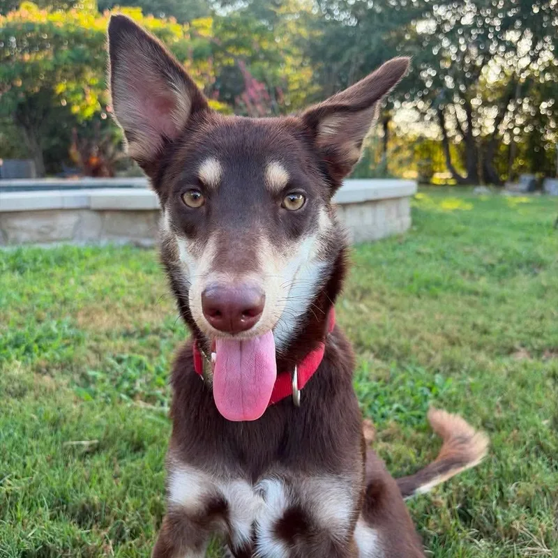 A young medium-sized female Brown / Chocolate Australian Kelpie dog named Maple for adoption in Warren, RI