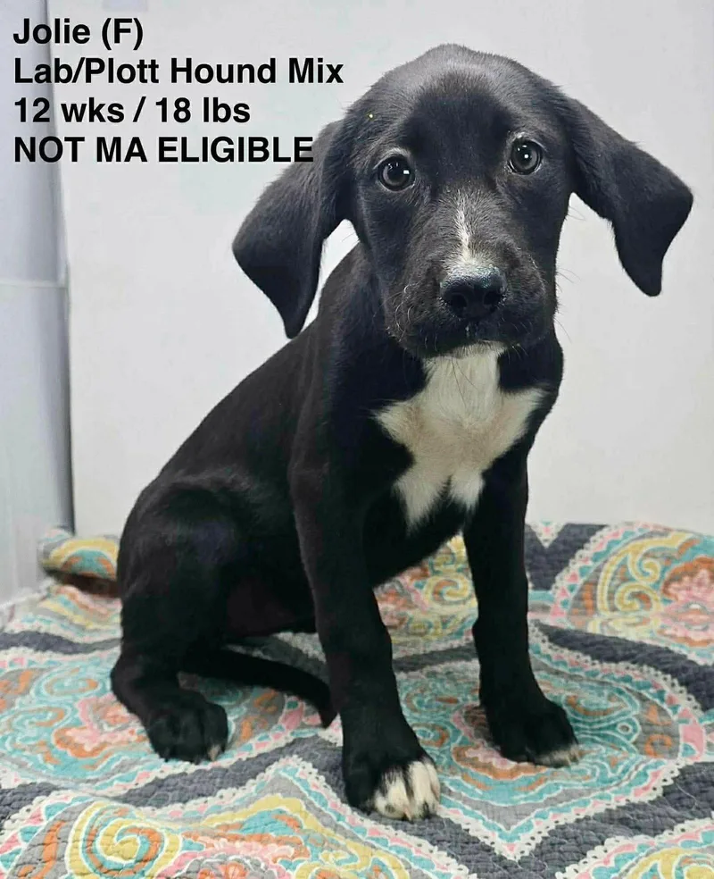 A young large-sized female Plott Hound dog named Jolie for adoption in Pomfret Center, CT