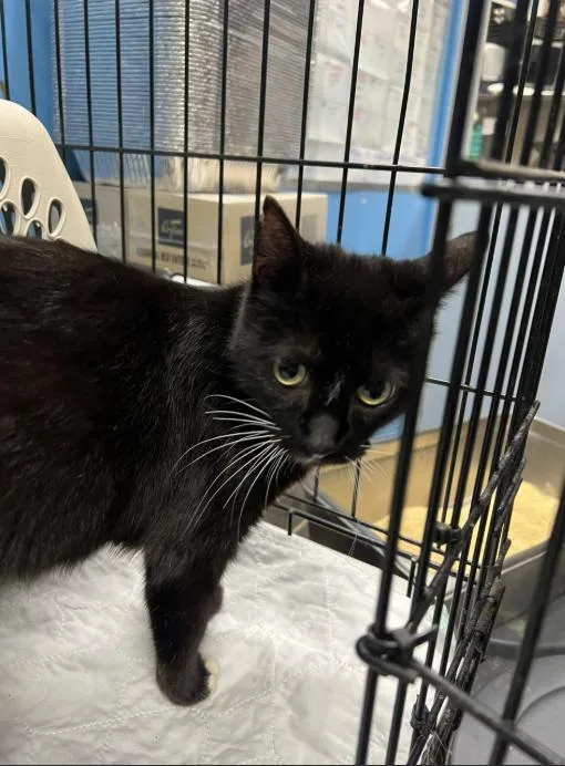 A young medium-sized female Black Domestic Short Hair cat named Buttercup for adoption in Chicago, IL
