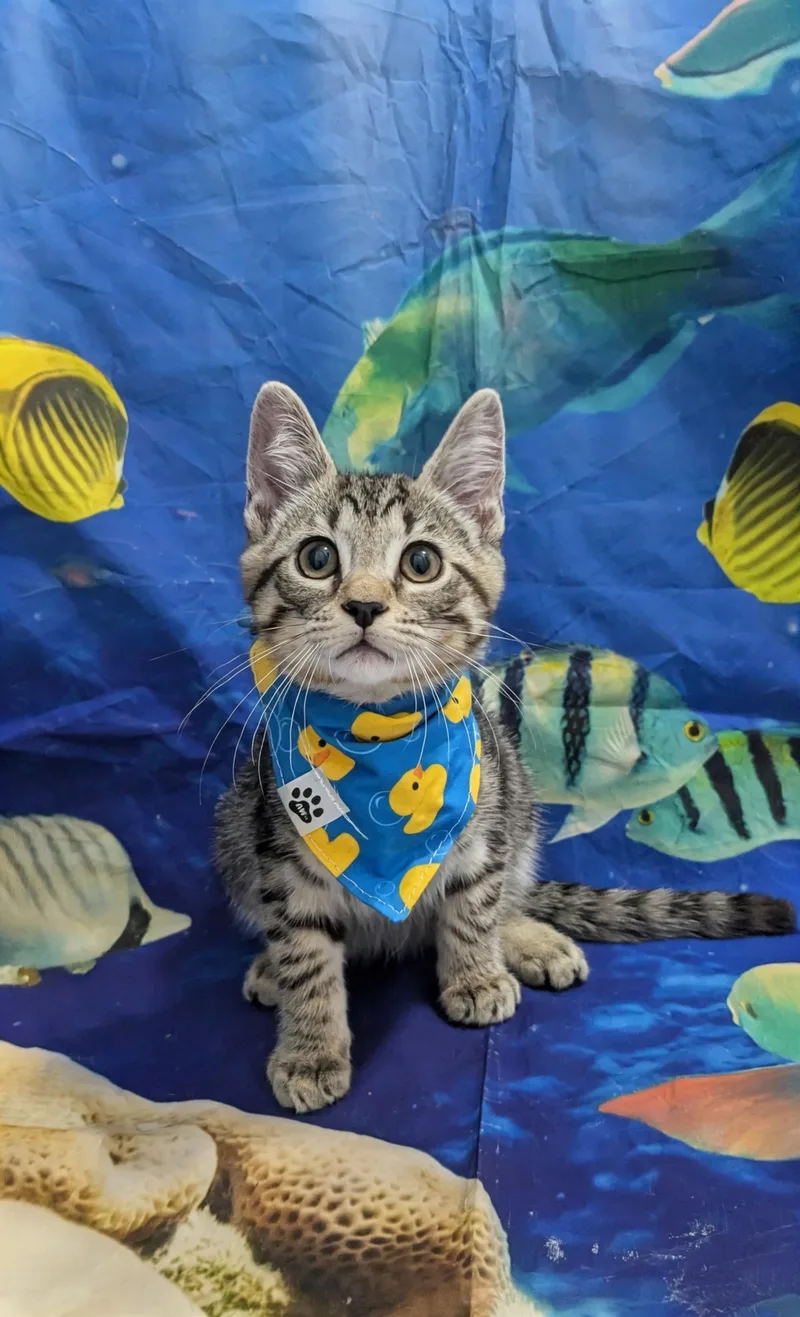 A baby medium-sized male Domestic Short Hair cat named Larry for adoption in Chesapeake Beach, MD