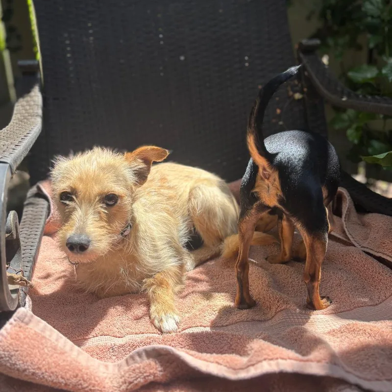 An adult small-sized female Yellow / Tan / Blond / Fawn Terrier dog named Ivy for adoption in Point Richmond, CA