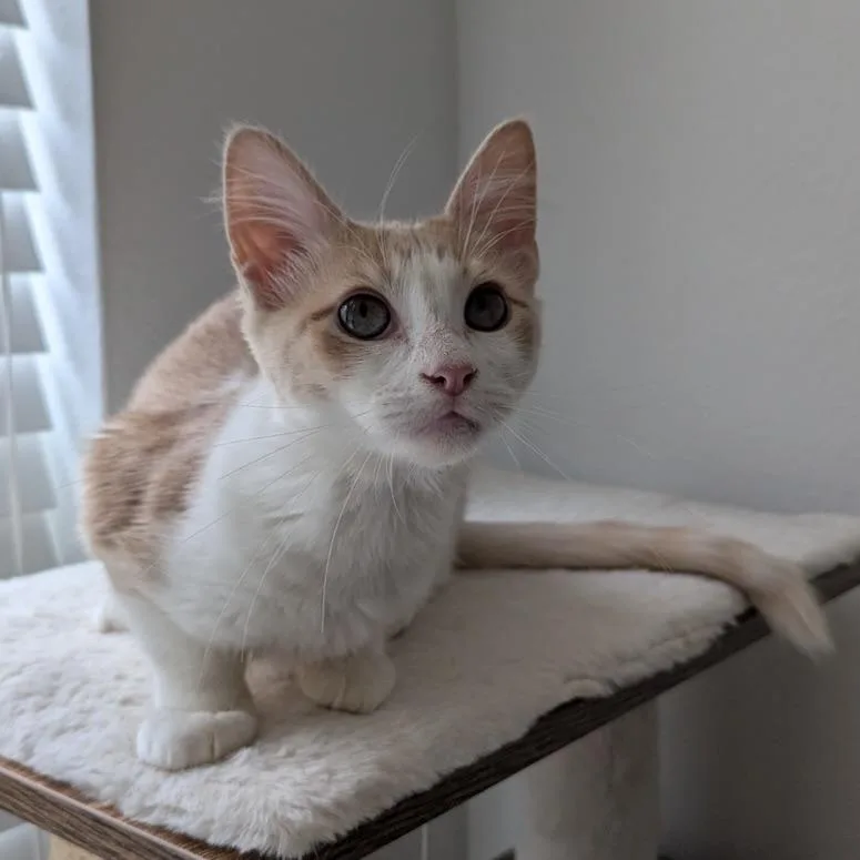 A baby medium-sized male Domestic Medium Hair cat named Baker for adoption in Liverpool, TX