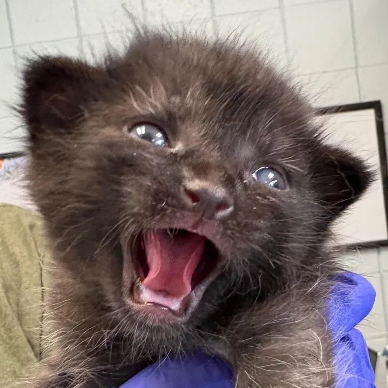 A baby small-sized male Domestic Short Hair cat named Linus for adoption in West Olive, MI