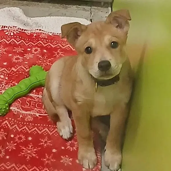 Peaches thumbnail 3