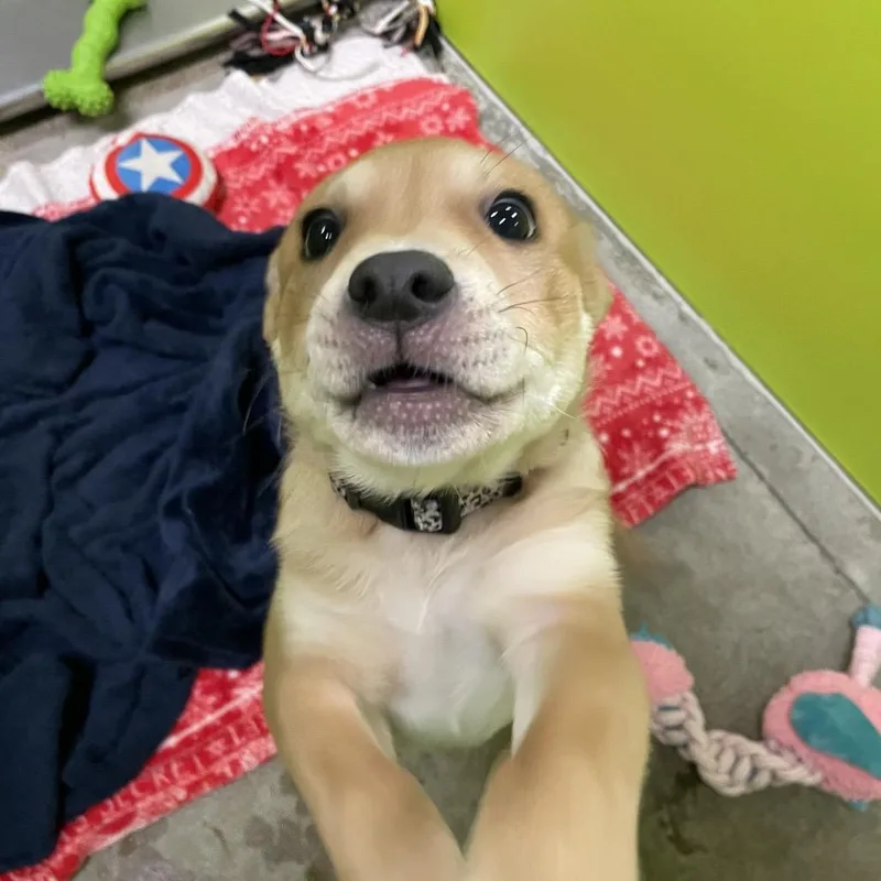 Peaches thumbnail 4