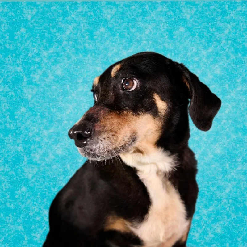 A senior medium-sized male Black Mixed Breed dog named Babilon for adoption in Guaynabo, PR