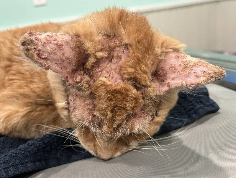 Nimba The Spectacular  thumbnail 2