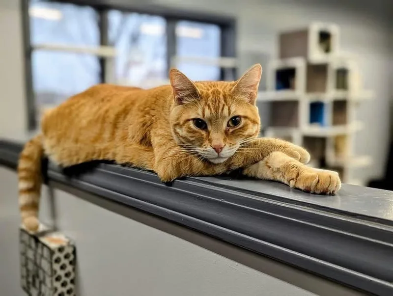 Nimba The Spectacular 