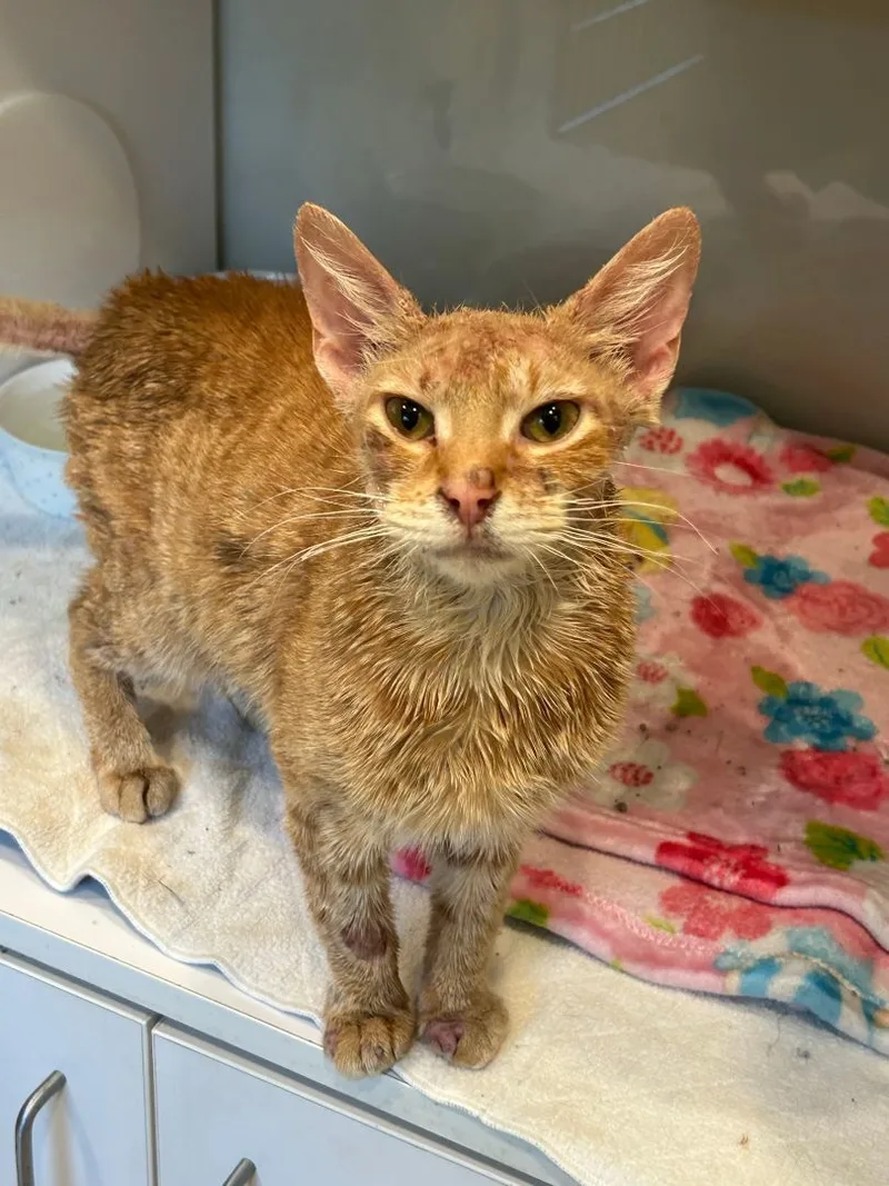 Nimba The Spectacular  thumbnail 3