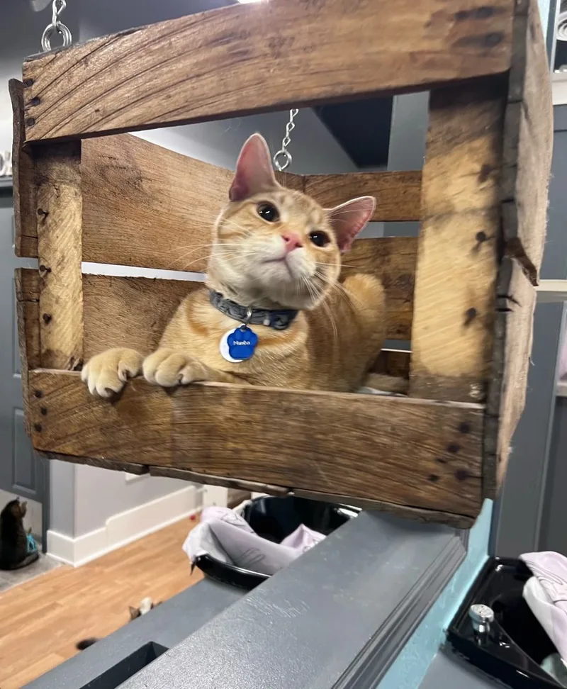 Nimba The Spectacular  thumbnail 4