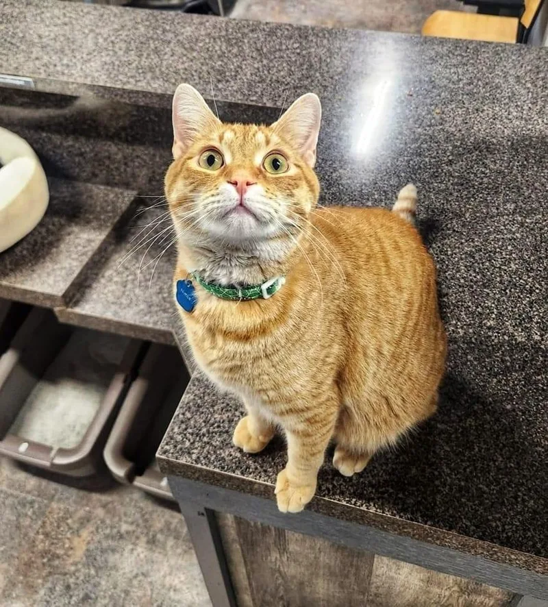 Nimba The Spectacular  thumbnail 5