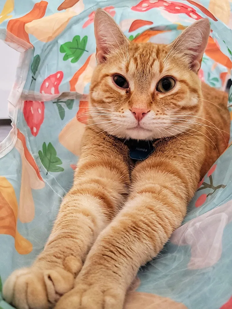 Nimba The Spectacular  thumbnail 6