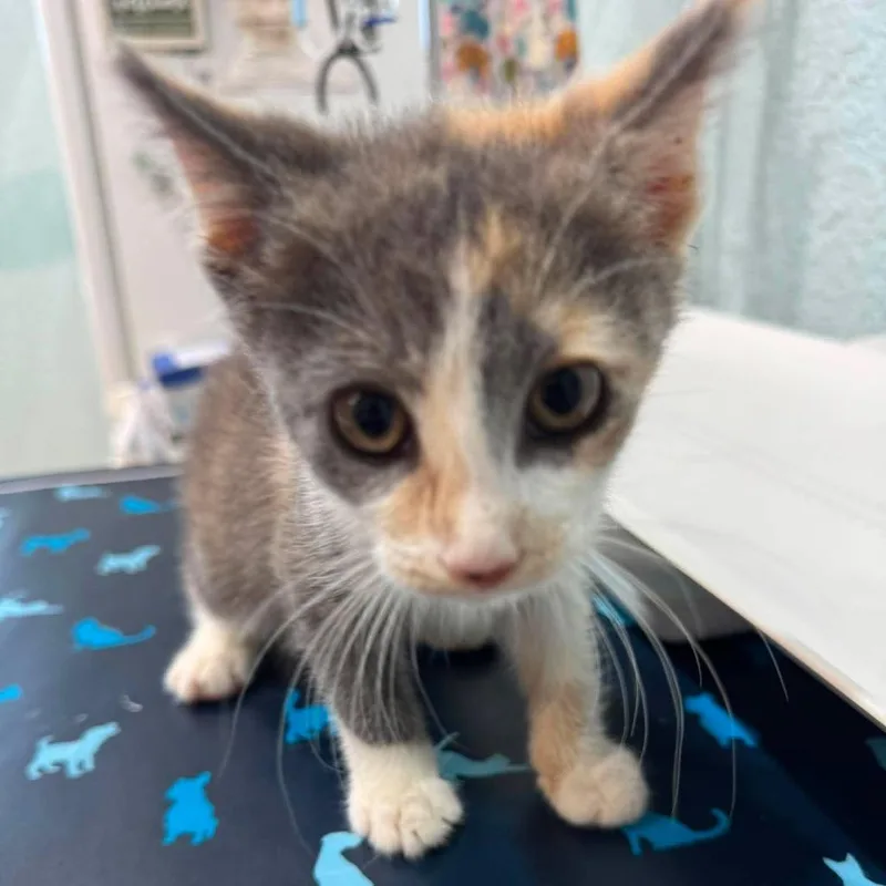 A baby small-sized female Calico Domestic Short Hair cat named Vesper for adoption in Seminole, FL