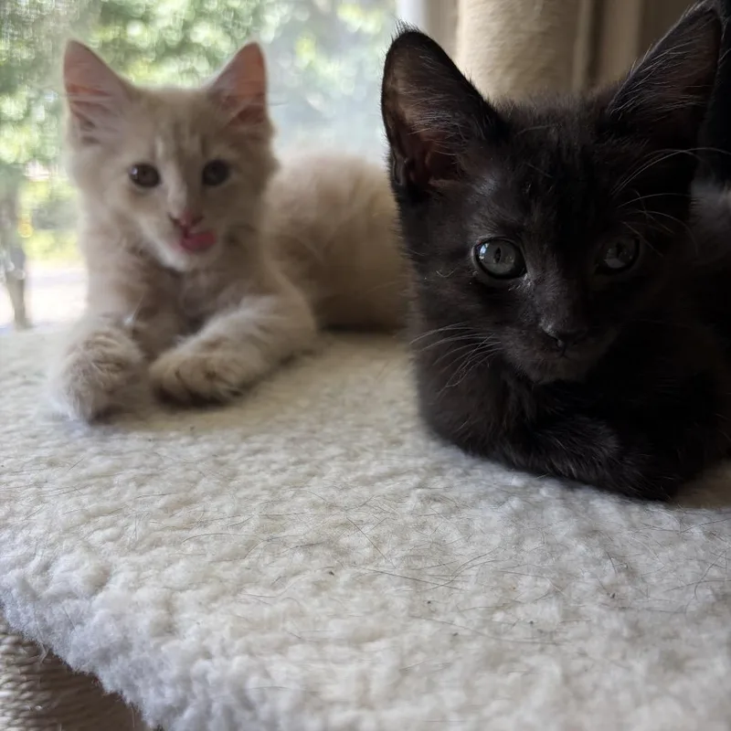 A baby small-sized male Orange / Red Domestic Long Hair cat named Fork for adoption in Lexington, KY