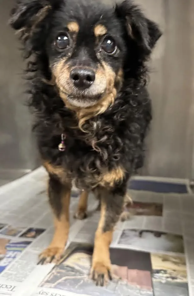 A senior small-sized female Chihuahua dog named Lucy for adoption in Van Nuys, CA
