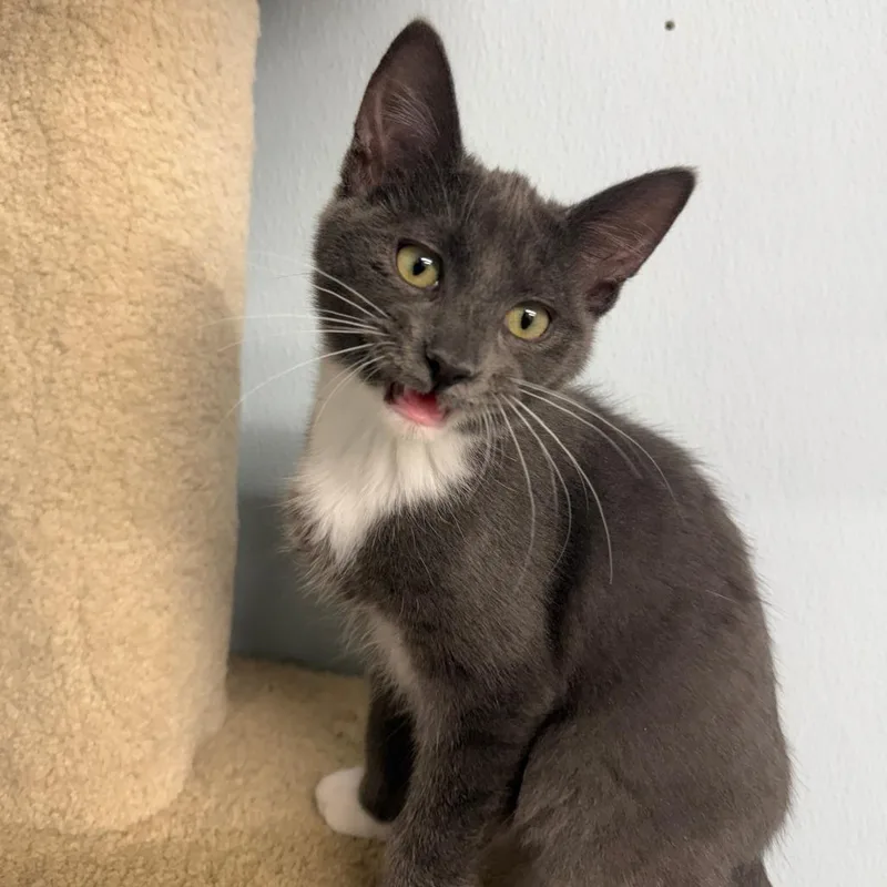 A baby small-sized female Gray / Blue / Silver Domestic Short Hair cat named Cozumel for adoption in Pontiac, IL