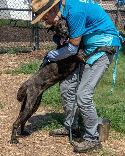 A young large-sized female Mixed Breed dog named Tiara for adoption in Chamblee, GA