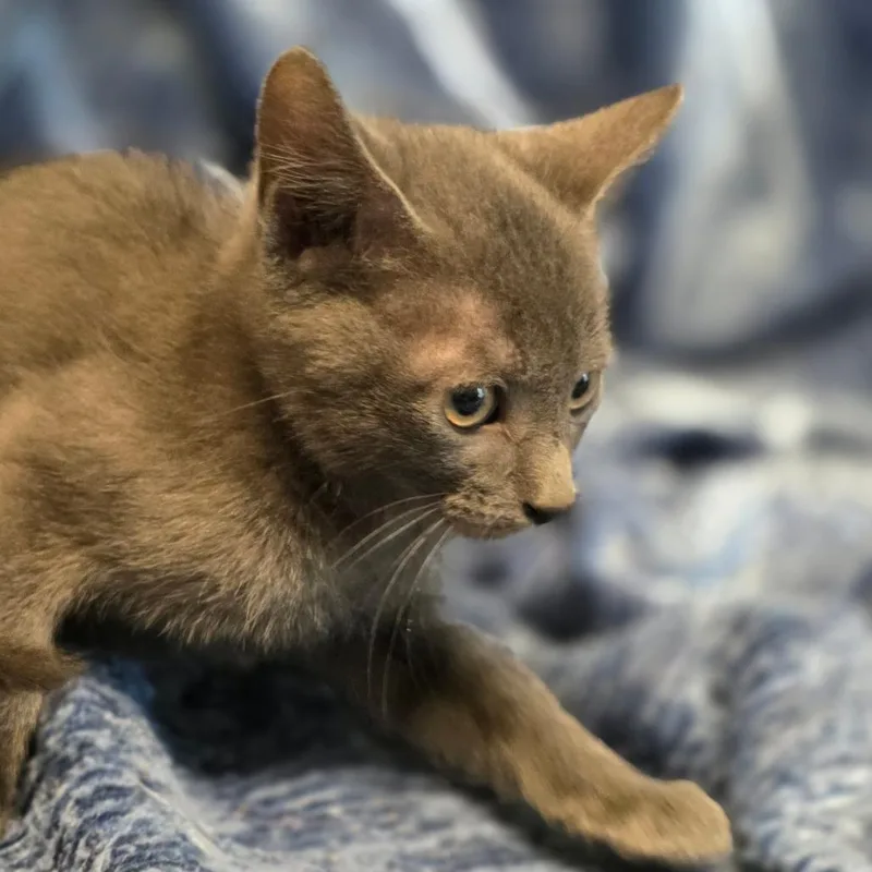 A baby medium-sized male Domestic Short Hair cat named Salsa for adoption in Wiggins, MS