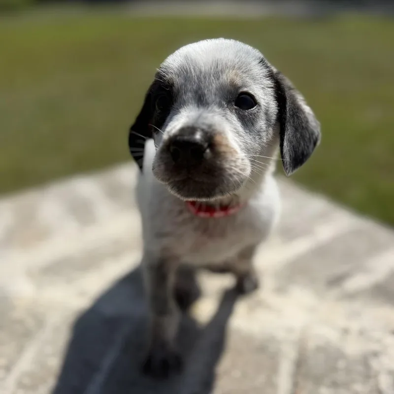 Goose