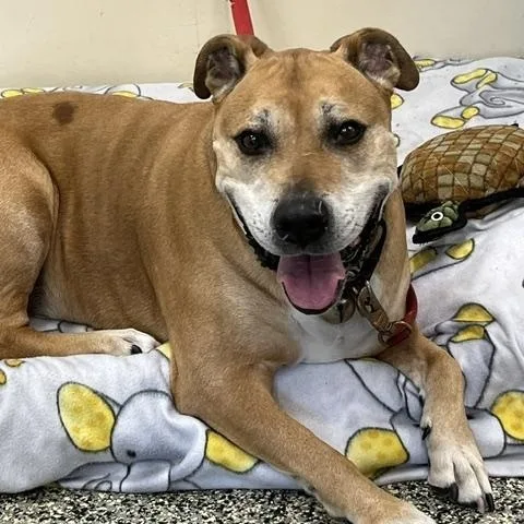 An adult large-sized male Apricot / Beige Hound dog named Bailey for adoption in Norton, MA