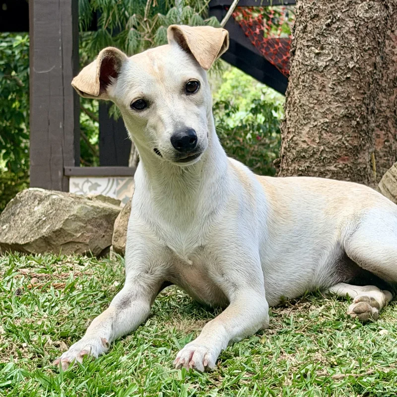 A young small-sized female Fox Terrier dog named Paris for adoption in Lake Forest, IL