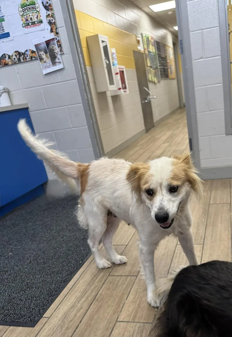 A young medium-sized female Border Collie dog named Rosanne for adoption in Rowlett, TX