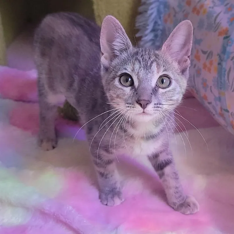 A baby small-sized female Torbie Domestic Short Hair cat named Arista for adoption in Jacksonville, OR