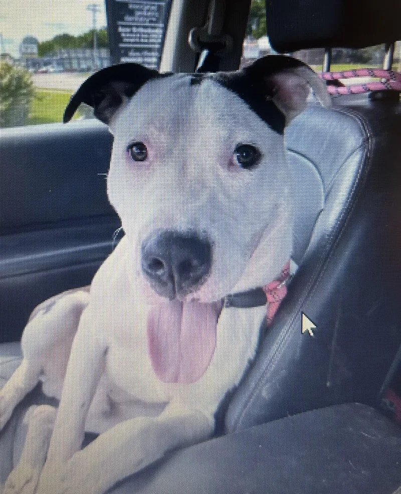 An adult medium-sized male Black Mixed Breed dog named Maverick for adoption in Belleville, IL