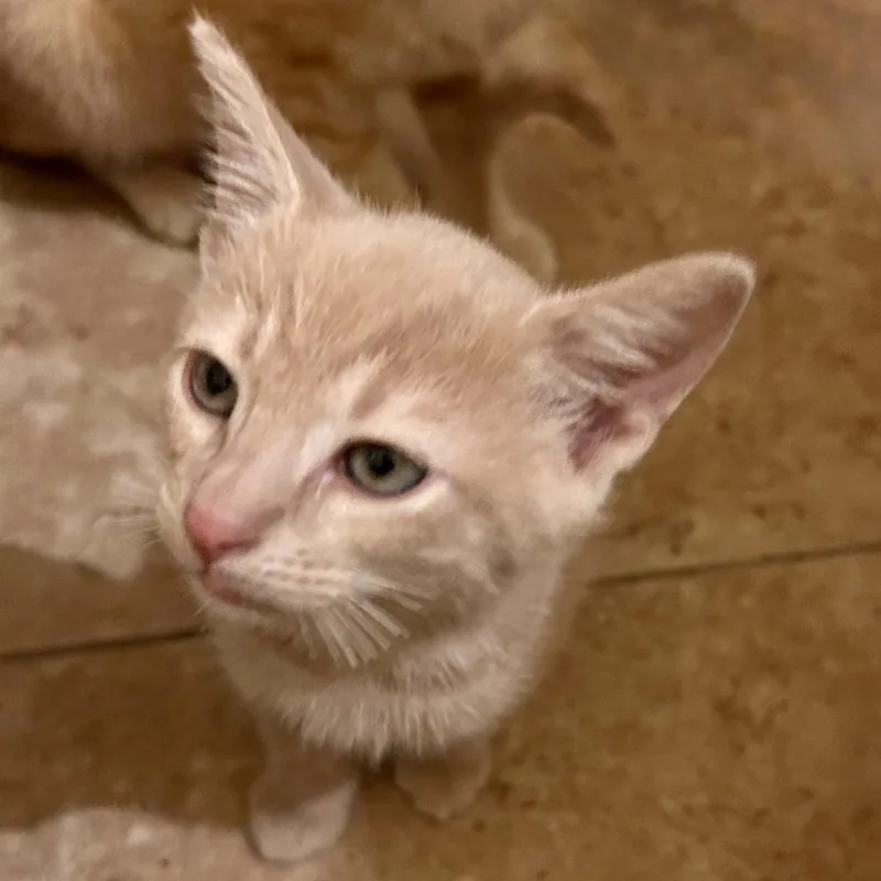 A baby small-sized male Orange / Red Domestic Short Hair cat named I Be Knitting for adoption in Austin, TX