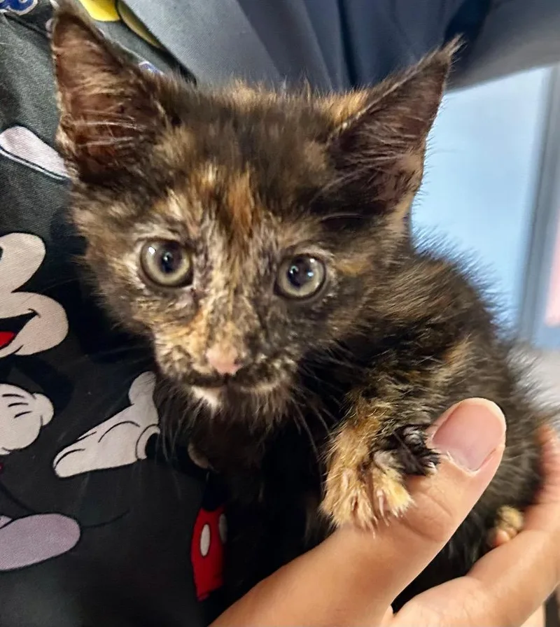 A baby medium-sized female Domestic Short Hair cat named Swirl for adoption in Morgantown, KY