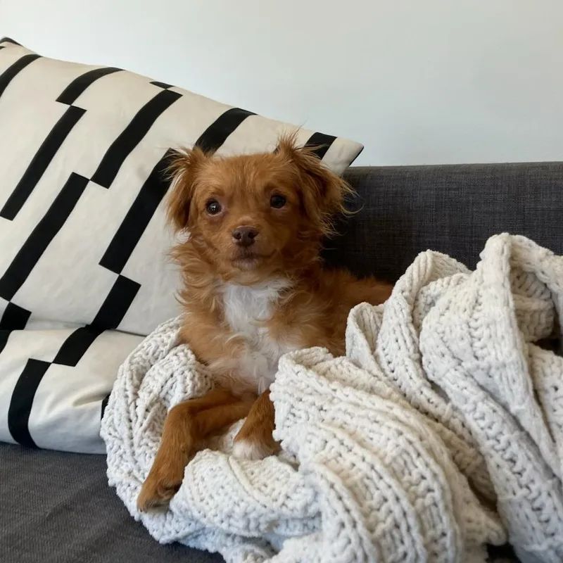 An adult small-sized male Red / Chestnut / Orange Chihuahua dog named Dusty for adoption in San Francisco, CA