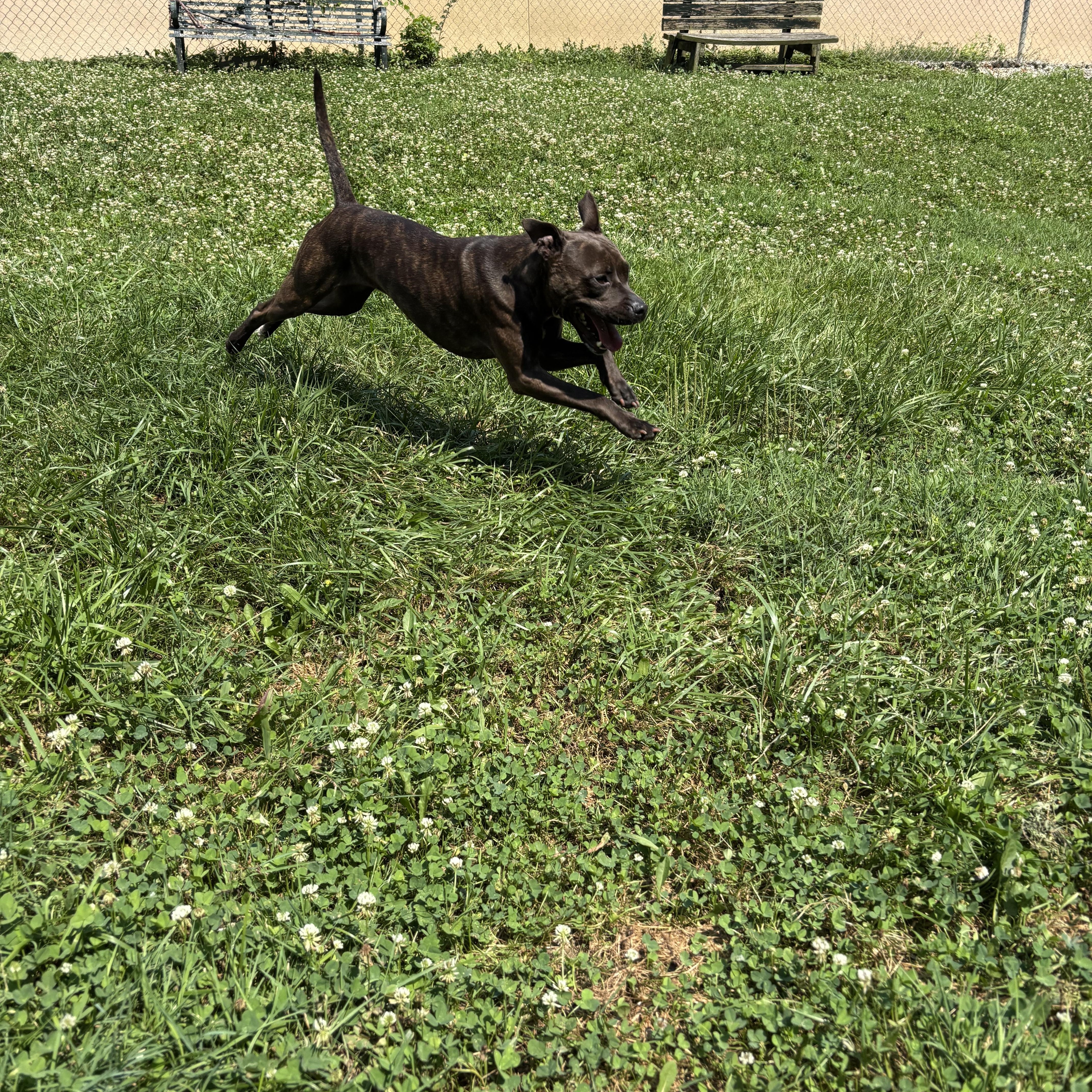 A young medium-sized female Brindle Pit Bull Terrier dog named Trina for adoption in Circleville, OH