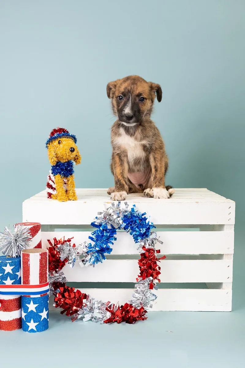 A baby medium-sized female Shepherd dog named 552-26 for adoption in Brighton, CO