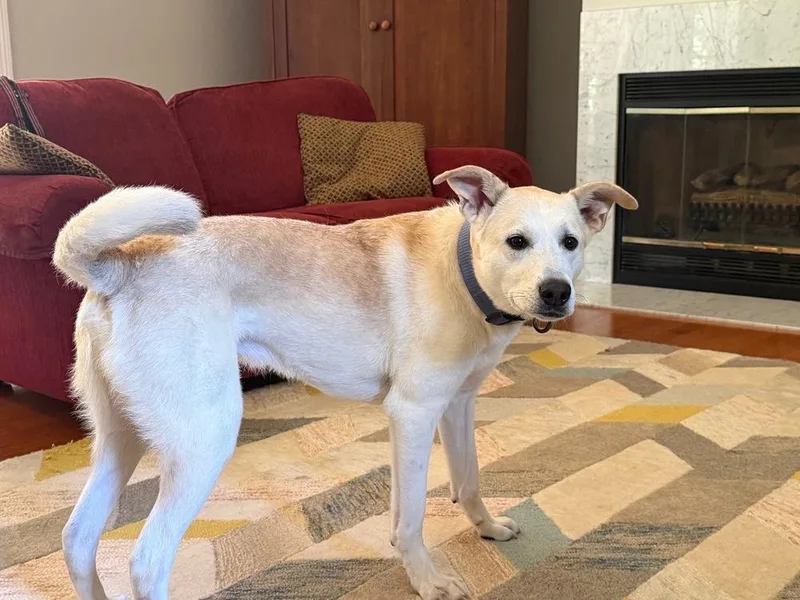 An adult medium-sized male Brown / Chocolate Husky dog named Dash for adoption in Loveland, OH