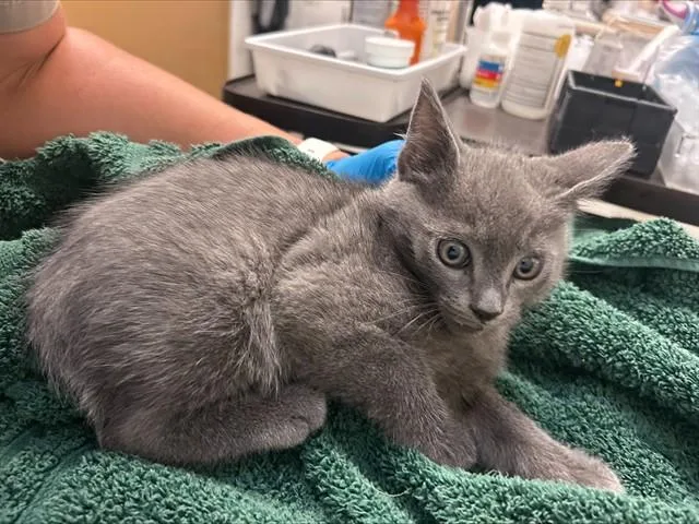 A baby small-sized male Domestic Short Hair cat named Muffin for adoption in Alameda, CA