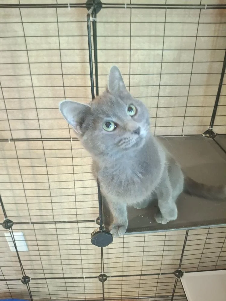 A baby small-sized female Domestic Short Hair cat named Lynette R. for adoption in Peoria, IL