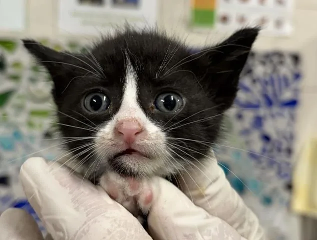 A baby small-sized female Domestic Short Hair cat named Rootoo for adoption in Pensacola, FL